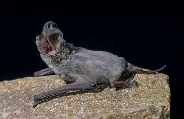 Bulldoggfledermaus | Fledermausschutz