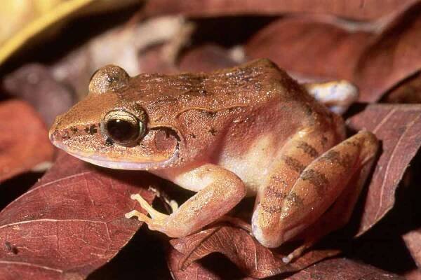 Platymantis species from the Marovo lagoon area Solomon Islands