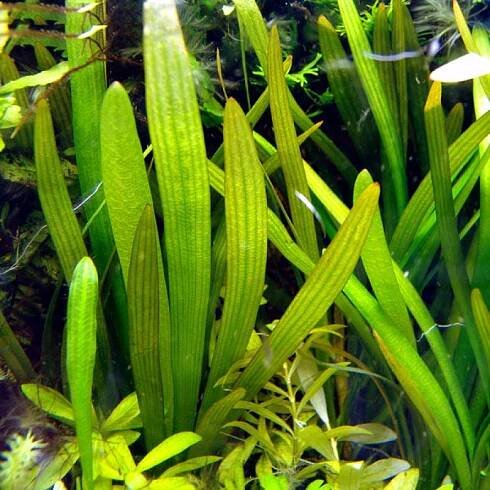 Sagittaria platyphylla 2