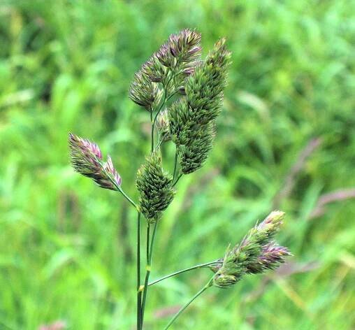 Dactylis