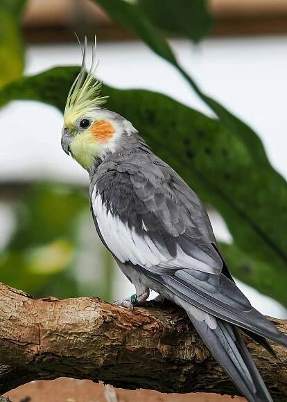 Základová fotografie na téma asie, bledé peří, boční profil, cacatua ophthalmica, čeleď cacatuidae, dešťový prales, divočina