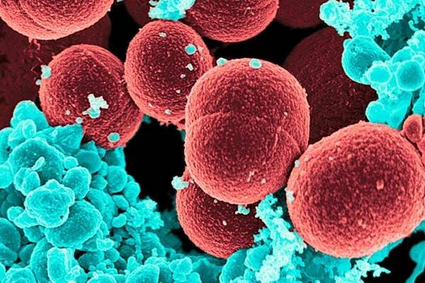 The shocking discovery that our gut microbiome drives ageing