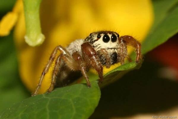 Česká arachnologická společnost - Rod: Macaroeris → Čeleď: Salticidae