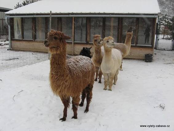 Lamacentrum Hády - lamí farma | Farmy, ZOO, jízdy na koních
