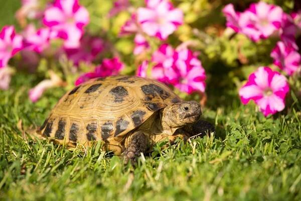 Želva čtyřprstá (Testudo horsfieldii) – Vera Zinkova / Shutterstock