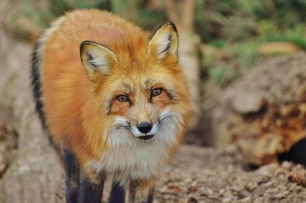 Download free HD stock image of Fox Wildpark Poing
