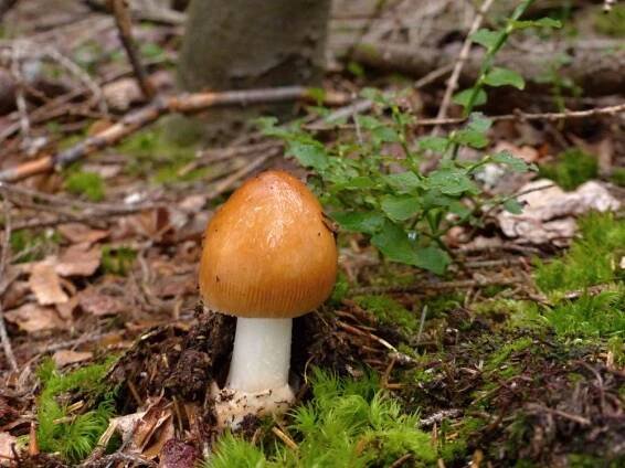 Zářiové cvaky III - Muchomůrka plavá - Kudluv fotoatlas hubKudluv fotoatlas hub