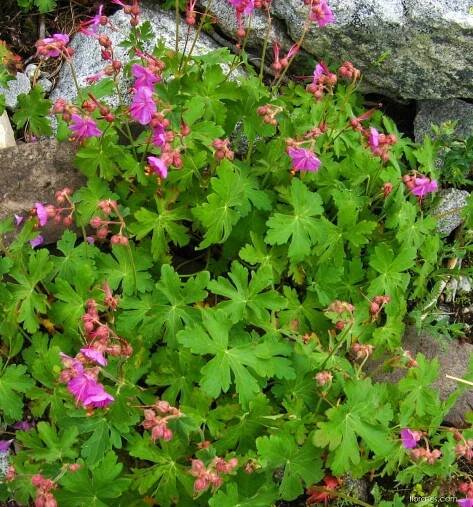Kakost oddenkatý (Geranium macrorrhizum)