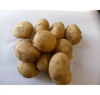 BIO brambory žluté - varný typ B, min. 1 kg