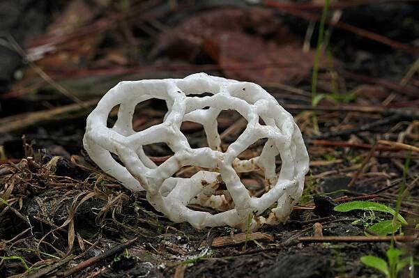 Ileodictyon cibarium