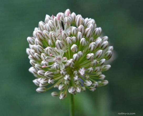 Česnek - Allium oreoscordum