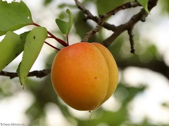 Prunus armeniaca – meruňka obecná