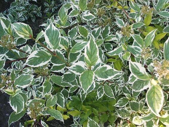 Články / CORNUS 1