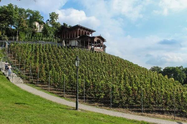 Pražští vinaři sklízejí úrodu a zvou veřejnost na víkendová vinobraní