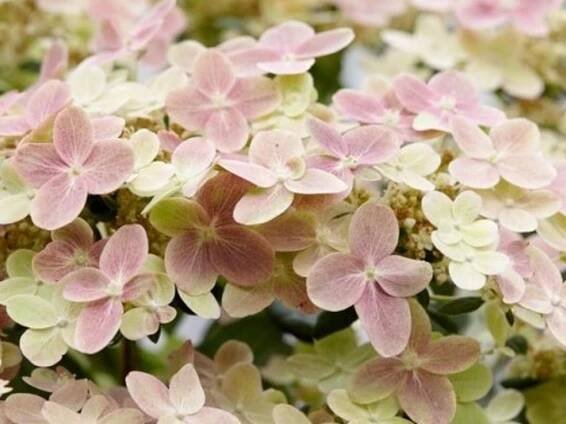 Hortenzie latnatá 'Switch Ophelia'