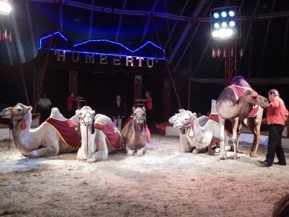 V cirkusu Humberto zaujala cvičení artistů i drezúry zvířat