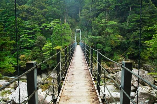most deštného pralesa v zemi yakusugi na ostrově yakušima, japonsko - prefektura kagošima - stock snímky, obrázky a fotky