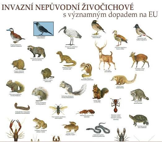 EU se brání proti invazním druhům
