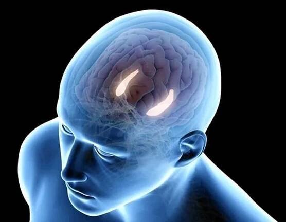 Hippocampus