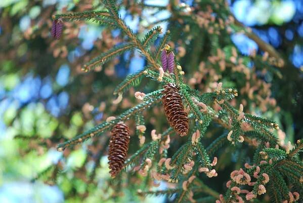 Smrk východní Aurea (Picea orientalis)