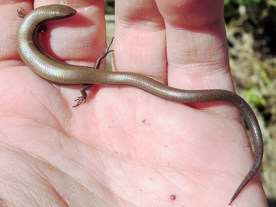 C. M. Kosemen - Field Herping
