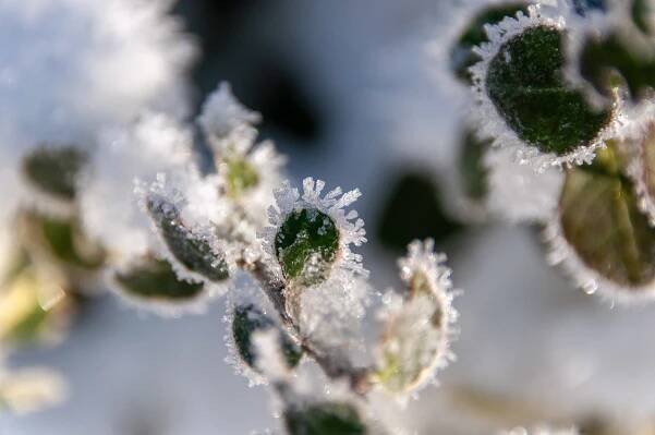 Rostlina Ledové Krystaly Zima - Fotografie zdarma na Pixabay