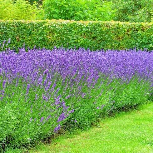 Levandule úzkolistá Hidcote Blue V VELKÉM KVĚTINÁČI P17 2L SAZENICE XXL GIGANT