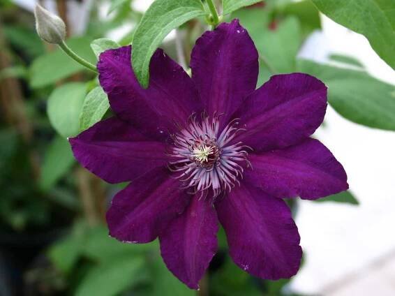 Clematis "Stasik" (30 fotografií): popis odrůdy. Jeho ořezávací skupina. Pravidla výsadby a péče