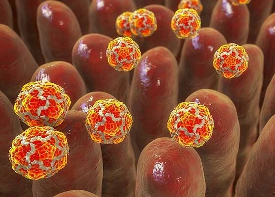 Virus hepatitidy A. Proti tomuto onemocnění je možné se očkovat.