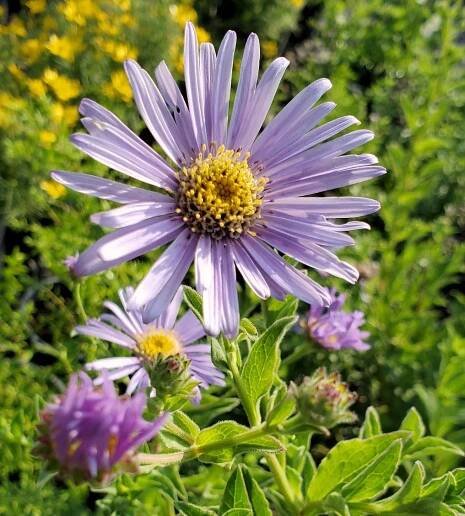 Aster crop