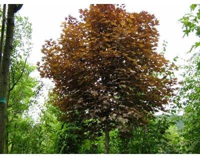 Javor mléč 'Crimson Sentry' - Acer platanoides 'Crimson Sentry' Kontejner o objemu 20 litrů obvod kmene 6-8 cm kmen 180 cm
