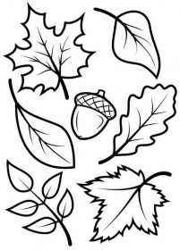 Podzimní listy a žaludy omalovánka