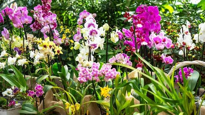 26 Different Types Of Orchids – With Pictures & Information