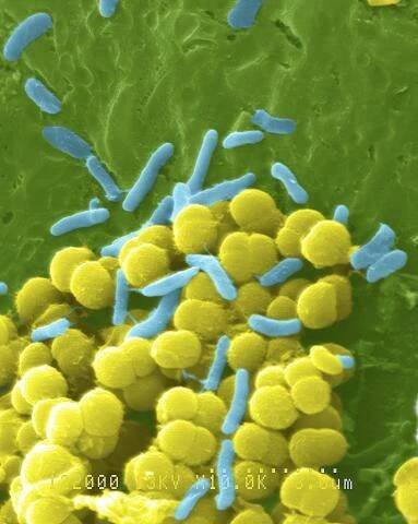 Main Image Gallery | National Institute of General Medical Sciences