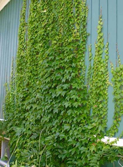 Parthenocissus quinquefolia 'Engelmannii'