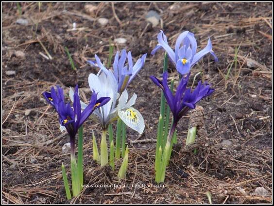 Spring! Has Hopefully Arrived…. | 