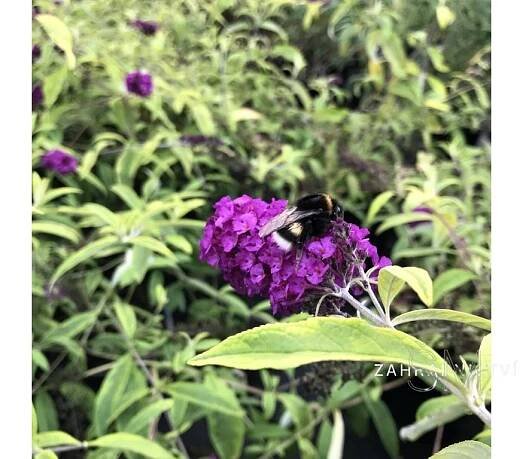 Buddleja davidii 'Santana' Komule davidova 'Santana'