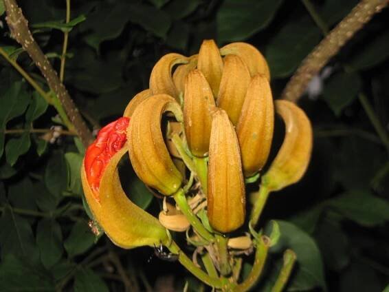 Spathodea campanulata – eFlora of India