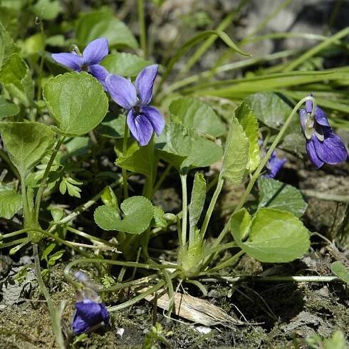 Viola Odorata