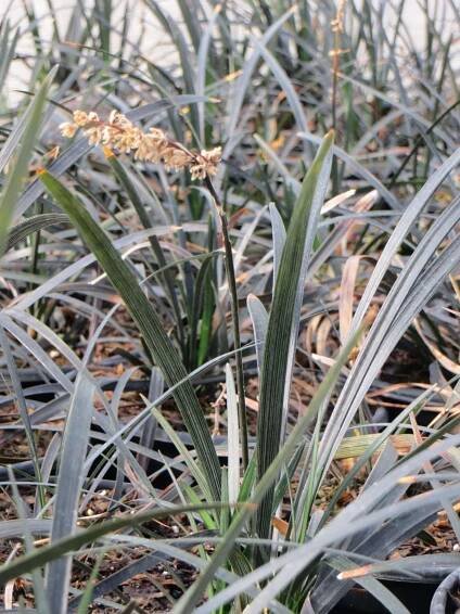 Ophiopogon planiscapus nigrescens - Boething Treeland Farms