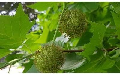 Platanus acerifolia 'Alphens Globe' Prodejní velikost: KM180, Velikost hrnku: 10 l od 2 495 Kč - Heureka.cz