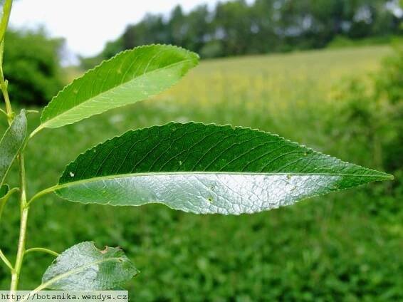 Herbář Wendys - Salix fragilis - vrba křehká