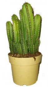 Kaktus 856