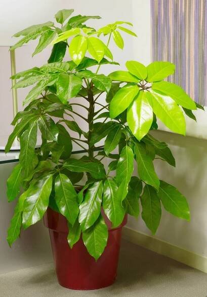 schefflera actinophylla amate house plant