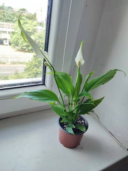 Lopatkovec / Spathiphyllum / Toulcovka #1