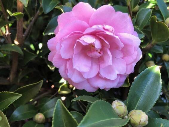 Camellia sasanqua October Magic® Pink Perplexion
