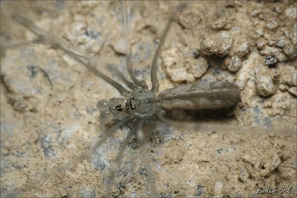 Česká arachnologická společnost - Pholcus opilionoides (Schrank, 1781) [třesavka sekáčovitá] → Čeleď: Pholcidae → Rod: Pholcus