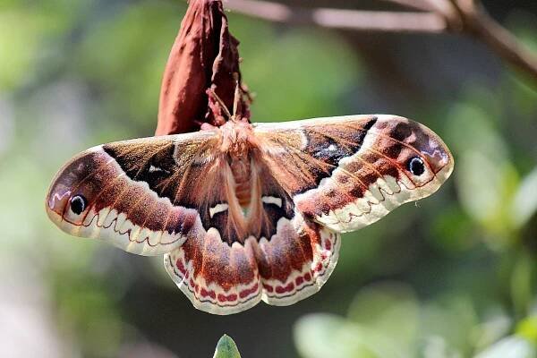 Promethea silkmoth Callosamia promethea (Drury, 1773) | Butterflies and Moths of North America