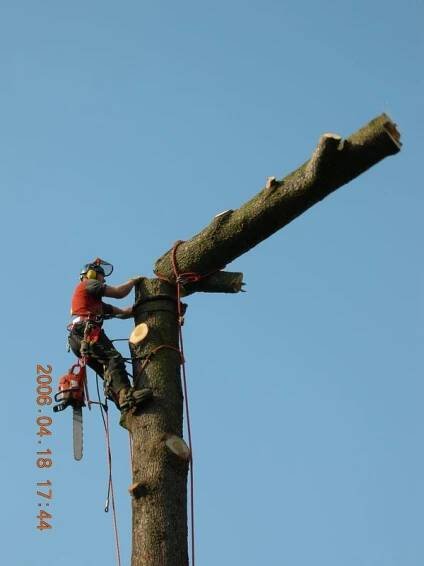 Treecare - stromolezectví, péče o stromy foto 3