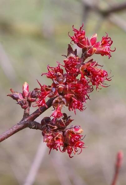 Acer rubrum